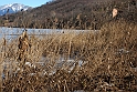 Lago Piccolo di Avigliana ghiacciato_081